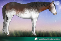 Horse Color:White Spotted Bay 
