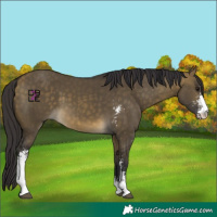 Horse Color:Buckskin Dun Sabino 