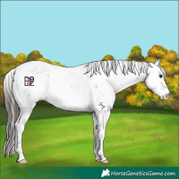 Horse Color:Bay Dun Sabino