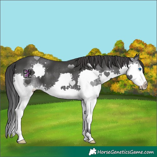Horse Color:Black Splash