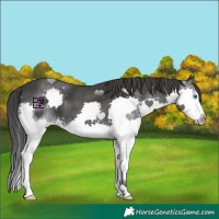 Horse Color:Black Splash