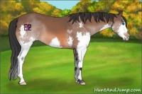 Horse Color:Bay Splash 