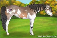 Horse Color:Bay Splash 