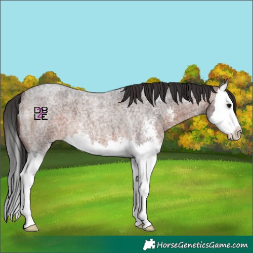 Horse Color:Brown Roan Sabino Splash