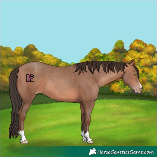 Horse Color:Sable Champagne