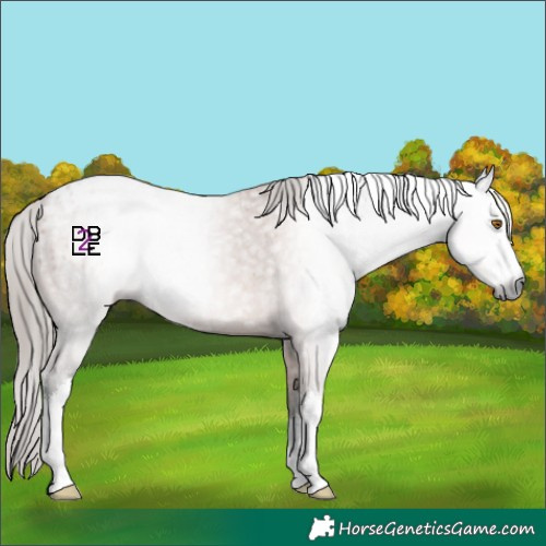 Horse Color:Gray White Spotted Bay Appaloosa 