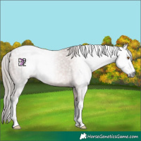 Horse Color:Gray White Spotted Bay Appaloosa 