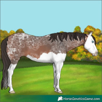 Horse Color:Bay Ice Splash 