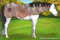 Horse Color:Bay Ice Splash 