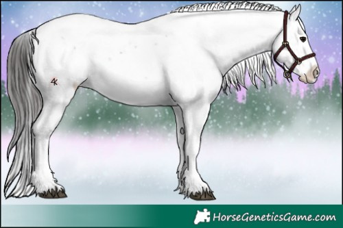 Horse Color:Brown Appaloosa 