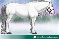 Horse Color:Brown Appaloosa 