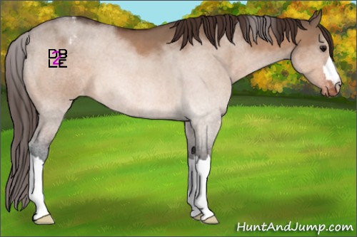 Horse Color:Bay Dun Appaloosa 