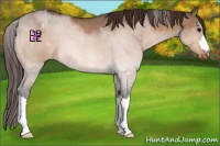 Horse Color:Bay Dun Appaloosa 