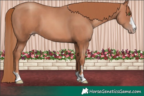 Horse Color:Gold Champagne