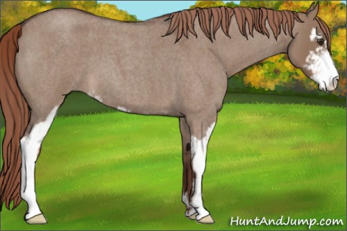 Horse Color:Liver Red Dun Roan Sabino