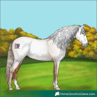 Horse Color:Gray Classic Champagne Pearl Frame