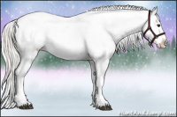 Horse Color:Silver Buckskin Appaloosa