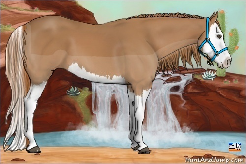 Horse Color:Chestnut Splash 