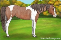 Horse Color:Bay Splash Tobiano Appaloosa  Brindle