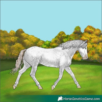 Horse Color:Amber Champagne Dun Appaloosa  and Silver Sable Cream Champagne Dun Appaloosa 