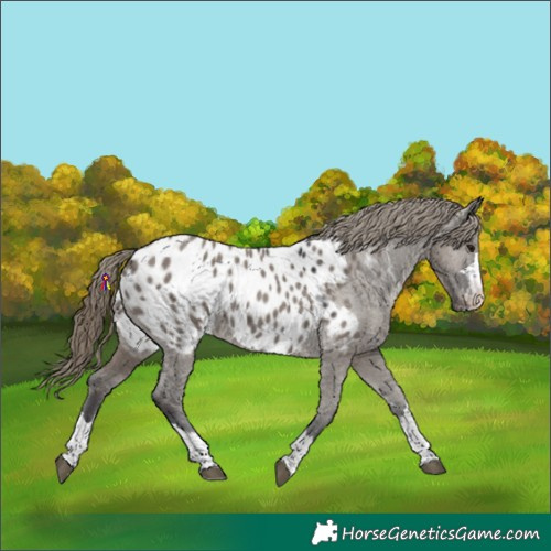 Horse Color:Smoky Grullo Appaloosa