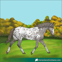Horse Color:Smoky Grullo Appaloosa 