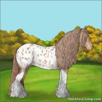 Horse Color:Red Dun Tobiano Appaloosa Rabicano 