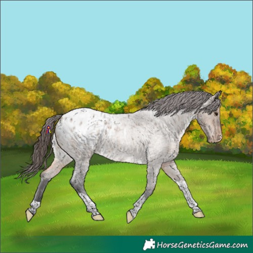 Horse Color:Brown Roan Dun Tobiano Appaloosa Rabicano 
