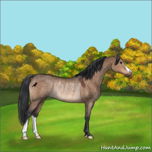 Horse Color:Bay Dun Rabicano 