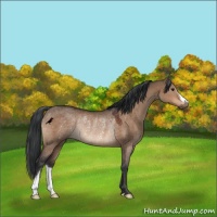 Horse Color:Bay Dun Rabicano 