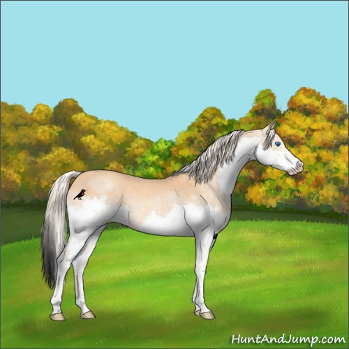 Horse Color:Gold Cream Champagne Splash Rabicano