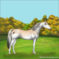 Horse Color:Gold Cream Champagne Splash Rabicano 