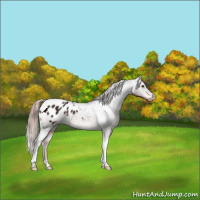 Horse Color:Liver Chestnut Tobiano Appaloosa Rabicano 