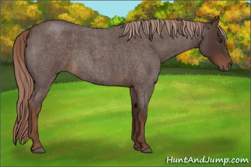Horse Color:Liver Red Roan 