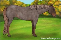 Horse Color:Liver Red Roan 