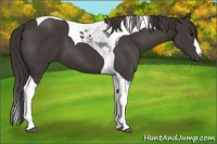 Horse Color:Smoky Black Tobiano 