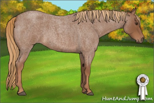 Horse Color:Red Roan