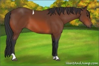 Horse Color:Bay Tobiano 