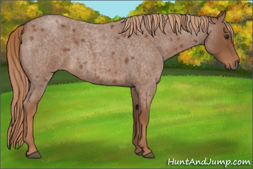 Horse Color:Red Roan