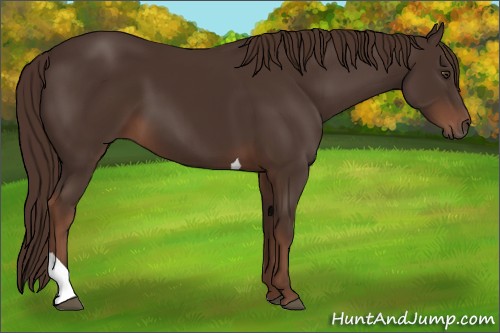 Horse Color:Liver Chestnut Tobiano 