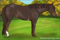 Horse Color:Liver Chestnut Tobiano 