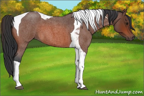 Horse Color:Bay Roan Tobiano 