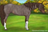 Horse Color:Liver Red Roan 