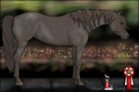 Horse Color:Smoky Blue Roan 