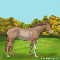 Horse Color:Chestnut Rabicano 