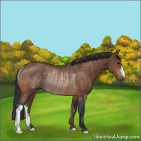Horse Color:Bay Rabicano 