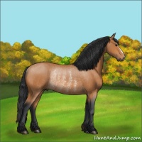 Horse Color:Bay Rabicano 