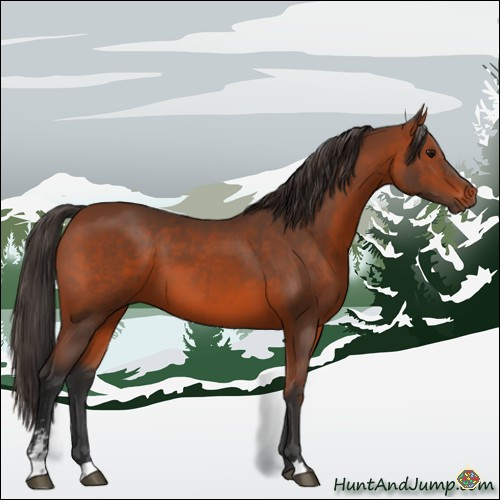 Horse Color:Bay Sabino 