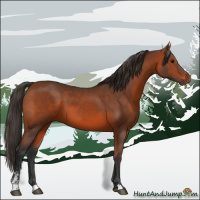Horse Color:Bay Sabino 