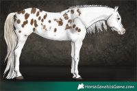 Horse Color:Chocolate Palomino Sabino Tobiano Appaloosa 